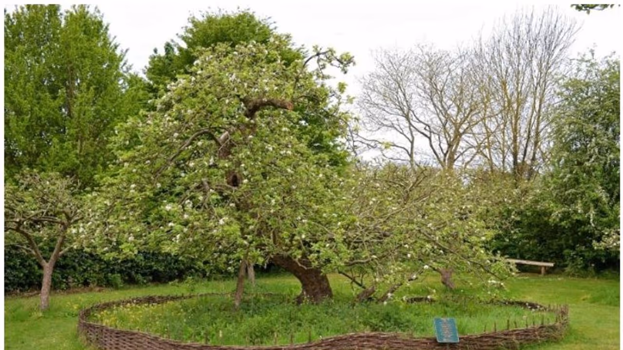 ആറുമാസം ബഹിരാകാശത്ത്, ഇനി ന്യൂട്ടൻ്റെ ആപ്പിൾ മരത്തിൻ്റെ വിത്തുകളുപയോഗിച്ച് പുതിയ ആപ്പിൾ മരങ്ങളും! ആറുമാസം ബഹിരാകാശത്ത്, ഇനി ന്യൂട്ടൻ്റെ ആപ്പിൾ മരത്തിൻ്റെ വിത്തുകളുപയോഗിച്ച് പുതിയ ആപ്പിൾ മരങ്ങളും!