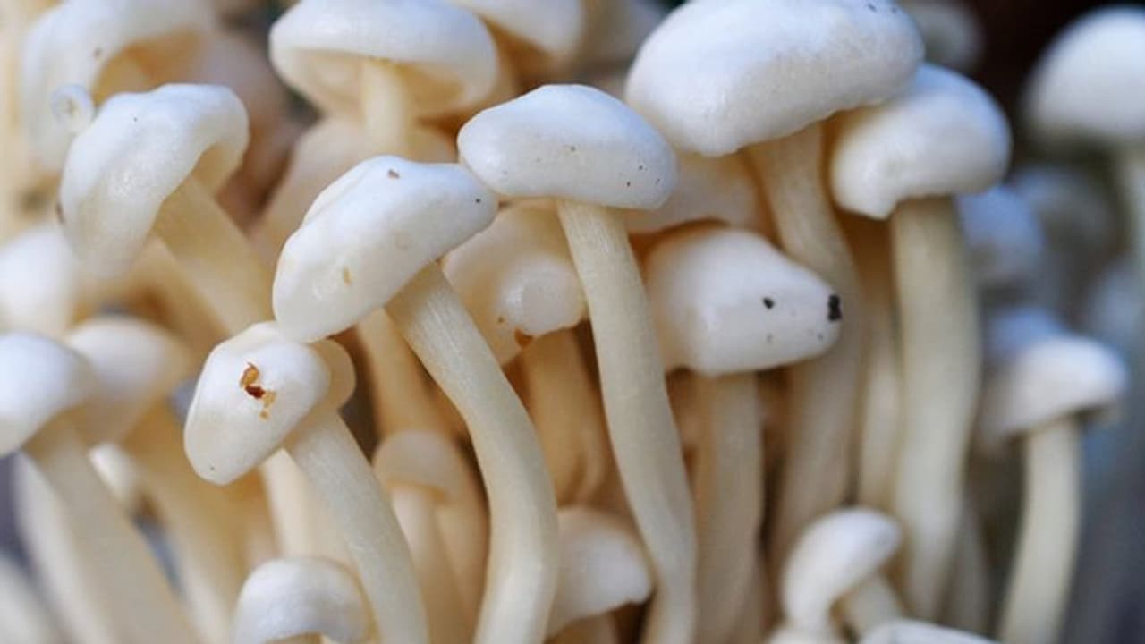 നിങ്ങള് മഷ്റൂം പ്രിയരാണോ; എങ്കിൽ ഒന്ന് ശ്രദ്ധിക്കൂ നിങ്ങള് മഷ്റൂം പ്രിയരാണോ; എങ്കിൽ ഒന്ന് ശ്രദ്ധിക്കൂ