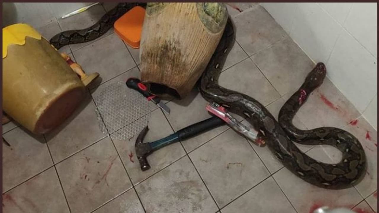 ആക്രമിച്ച പെരുമ്പാമ്പിന്റെ കയ്യില് നിന്നും വീട്ടമ്മ സാഹസികമായി രക്ഷപ്പെട്ടു വൈറലായി പോസ്റ്റ് ആക്രമിച്ച പെരുമ്പാമ്പിന്റെ കയ്യില് നിന്നും വീട്ടമ്മ സാഹസികമായി രക്ഷപ്പെട്ടു വൈറലായി പോസ്റ്റ്