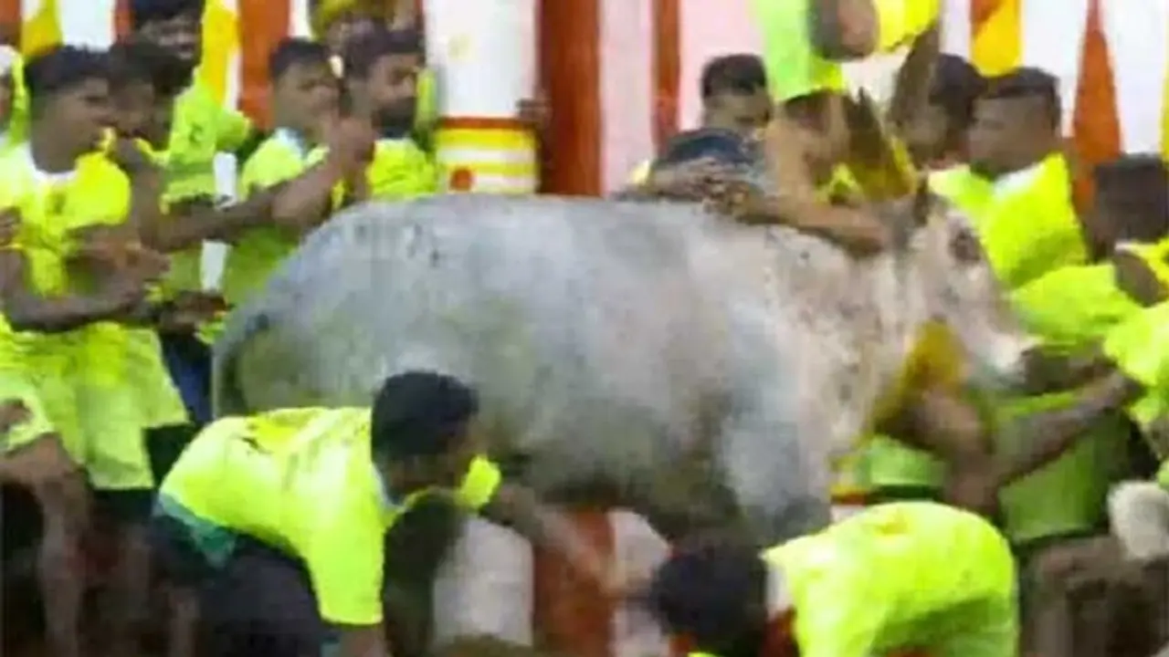 தொடங்கியது உலகப் புகழ்பெற்ற அலங்காநல்லூர் ஜல்லிக்கட்டு .. களத்தில் சும்மா கிழக்கும் காளையர்கள் !!