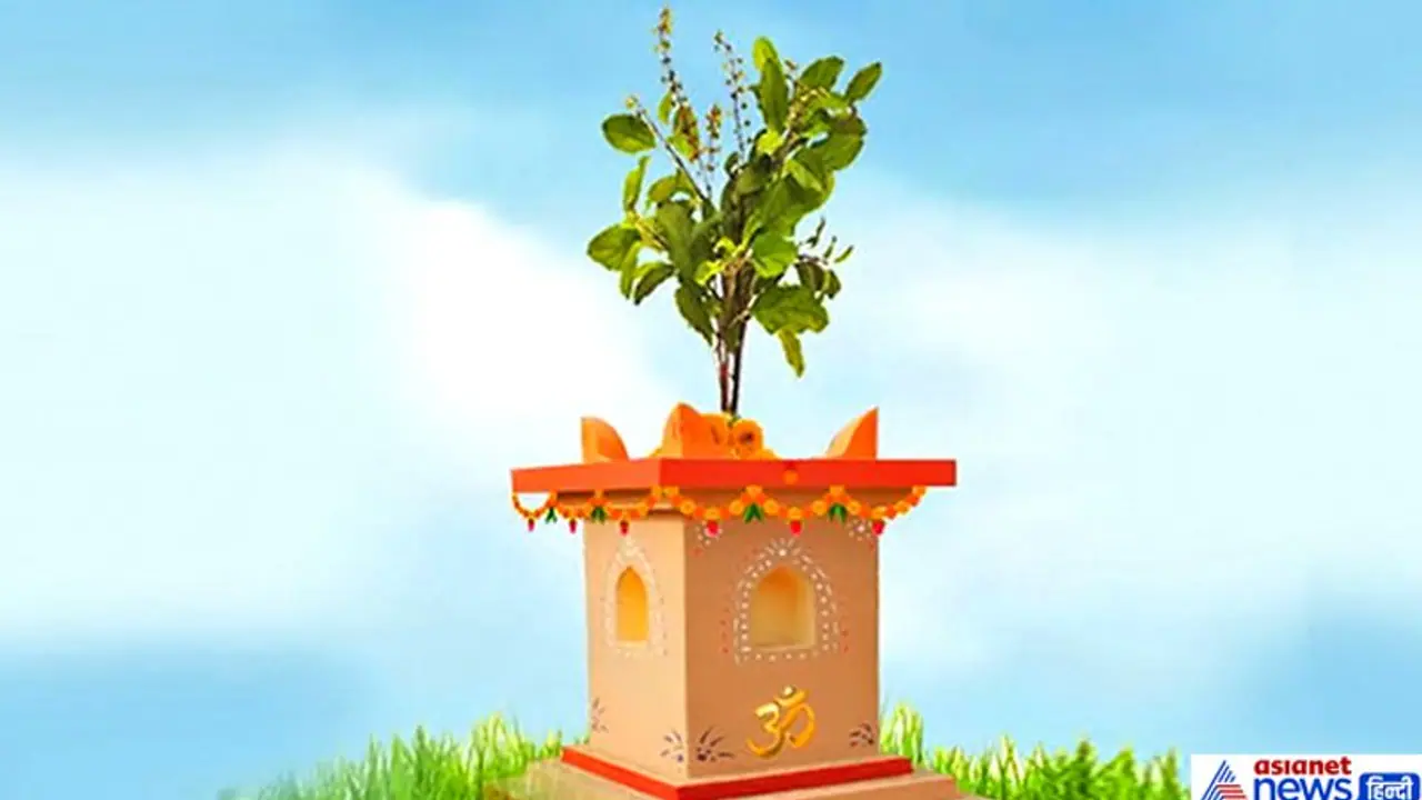 इस विधि से करें तुलसी की पूजा और आरती, इससे घर में बनी रहती है सुख समृद्धि इस विधि से करें तुलसी की पूजा और आरती, इससे घर में बनी रहती है सुख समृद्धि