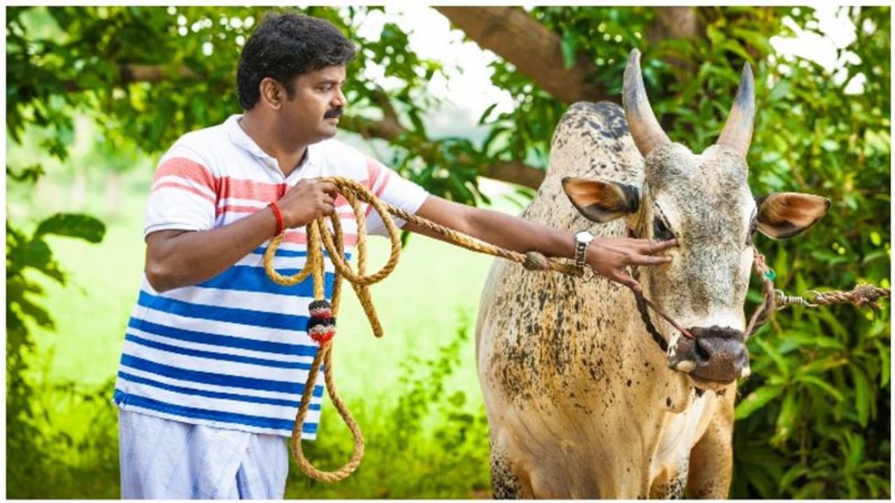 பிடிபடாத அமைச்சர் விஜயபாஸ்கரின் புகுந்து விளையாடிய காளைகள்... கெத்துக் காட்டிய கொம்பன்கள்..!