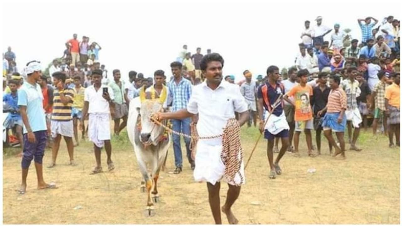 ஜல்லிக்கட்டில் திமிறிய டி.டி.வி.தினகரனின் காளை... சோழன் வென்றானா..? தோற்றானா..? ஜல்லிக்கட்டில் திமிறிய டி.டி.வி.தினகரனின் காளை... சோழன் வென்றானா..? தோற்றானா..?