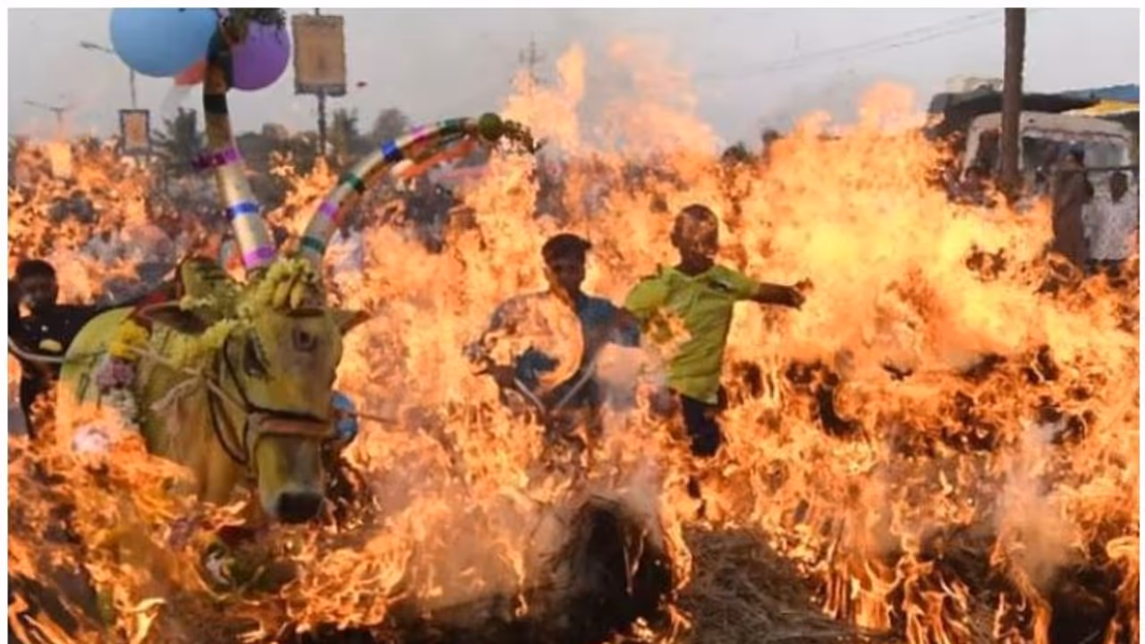 കര്ണാടകയില് പശുക്കളെ തീയിലൂടെ ഓടിക്കുന്ന ക്രൂരമായ ആചാരം; മൗനം പാലിച്ച് ബിജെപി സര്ക്കാര് കര്ണാടകയില് പശുക്കളെ തീയിലൂടെ ഓടിക്കുന്ന ക്രൂരമായ ആചാരം; മൗനം പാലിച്ച് ബിജെപി സര്ക്കാര്