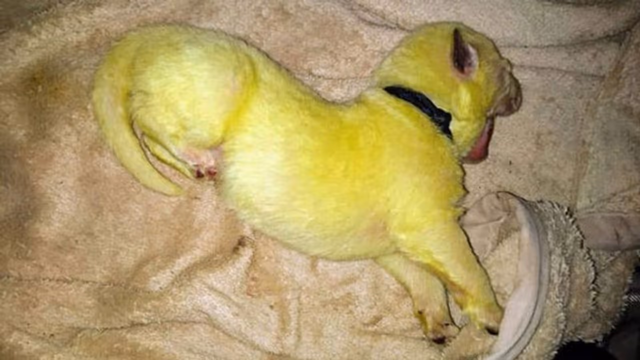 ഇതെന്താ സംഭവം? പച്ച നിറത്തില് പട്ടിക്കുഞ്ഞ്, അന്തം വിട്ട് സോഷ്യല് മീഡിയ! ഇതെന്താ സംഭവം? പച്ച നിറത്തില് പട്ടിക്കുഞ്ഞ്, അന്തം വിട്ട് സോഷ്യല് മീഡിയ!