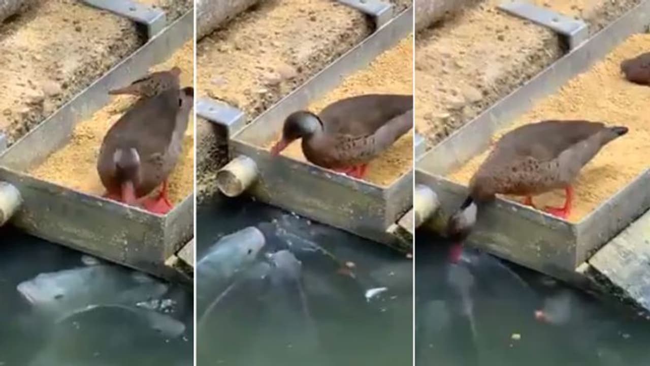 ഹമ്പോ, എന്തൊരു 'ഫ്രണ്ട്ഷിപ്പാണ്'; വൈറല് വീഡിയോ കണ്ടവര് പറയുന്നു... ഹമ്പോ, എന്തൊരു 'ഫ്രണ്ട്ഷിപ്പാണ്'; വൈറല് വീഡിയോ കണ്ടവര് പറയുന്നു...