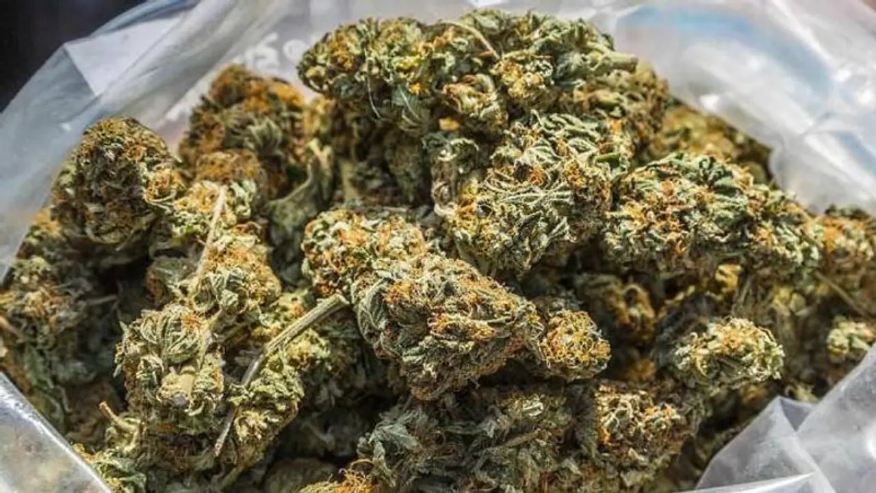 Taliban claims signing deal with Cpharm for 'cannabis processing', Australian company say ‘just all lies’ Taliban claims signing deal with Cpharm for 'cannabis processing', Australian company say ‘just all lies’