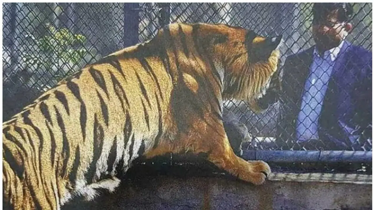 டெல்லி உயிரியல் பூங்காவில் புலி அதிர்ச்சி மரணம்..! டெல்லி உயிரியல் பூங்காவில் புலி அதிர்ச்சி மரணம்..!