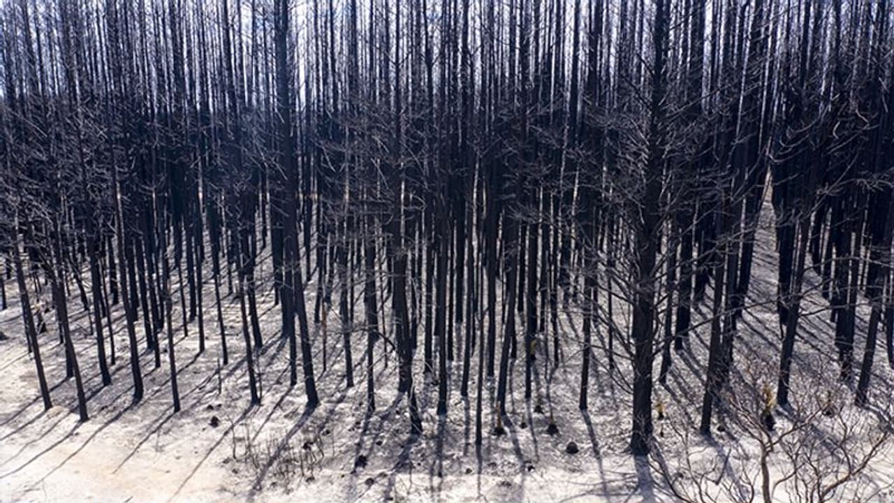 आंधी तूफान और बारिश से ऑस्ट्रेलिया के जंगलों में 'राहत', काफी हद तक बुझी आग आंधी तूफान और बारिश से ऑस्ट्रेलिया के जंगलों में 'राहत', काफी हद तक बुझी आग