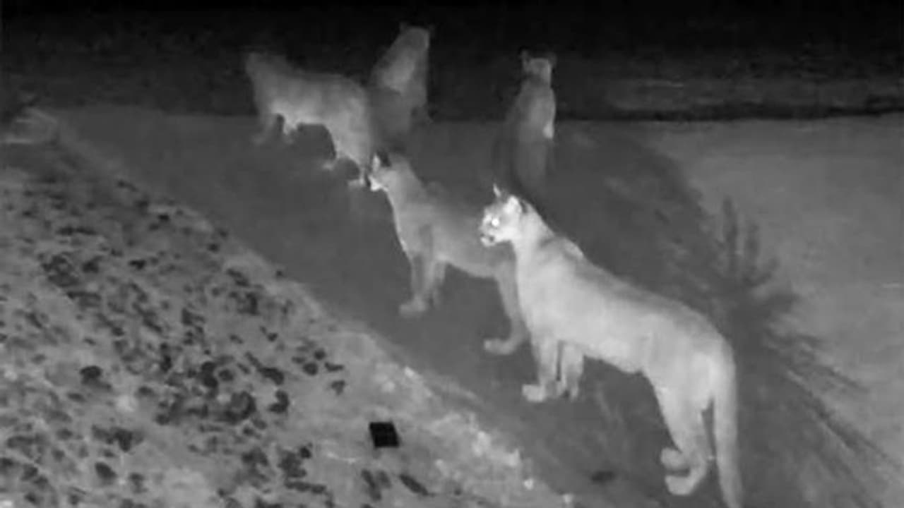 അഞ്ച് പർവ്വത സിംഹങ്ങള് ഒരുമിച്ച് ! ഇതിലെന്താണിത്ര ആശ്ചര്യപ്പെടാന് ? അഞ്ച് പർവ്വത സിംഹങ്ങള് ഒരുമിച്ച് ! ഇതിലെന്താണിത്ര ആശ്ചര്യപ്പെടാന് ?