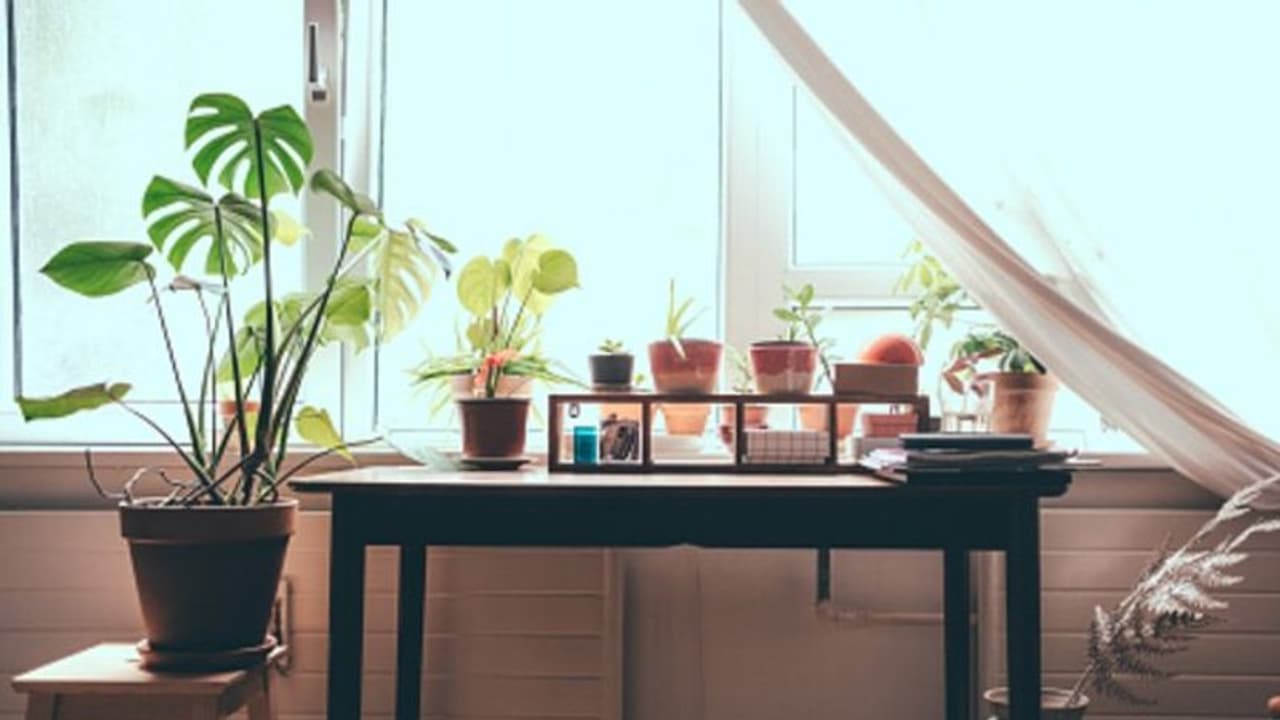 গাছ দিয়ে ঘর সাজাবেন কী করে, থাকল কলকাতাবাসীর জন্য় ফান্ডা গাছ দিয়ে ঘর সাজাবেন কী করে, থাকল কলকাতাবাসীর জন্য় ফান্ডা