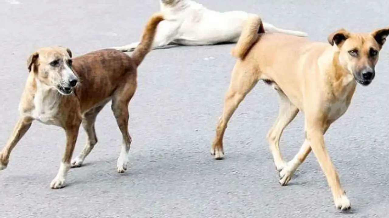 വൈക്കത്ത് നാല് പേരെ കടിച്ച തെരുവ് നായയ്ക്ക് പേ വിഷബാധ; സ്ഥിരീകരണം പോസ്റ്റ്മോർട്ടത്തില് വൈക്കത്ത് നാല് പേരെ കടിച്ച തെരുവ് നായയ്ക്ക് പേ വിഷബാധ; സ്ഥിരീകരണം പോസ്റ്റ്മോർട്ടത്തില്