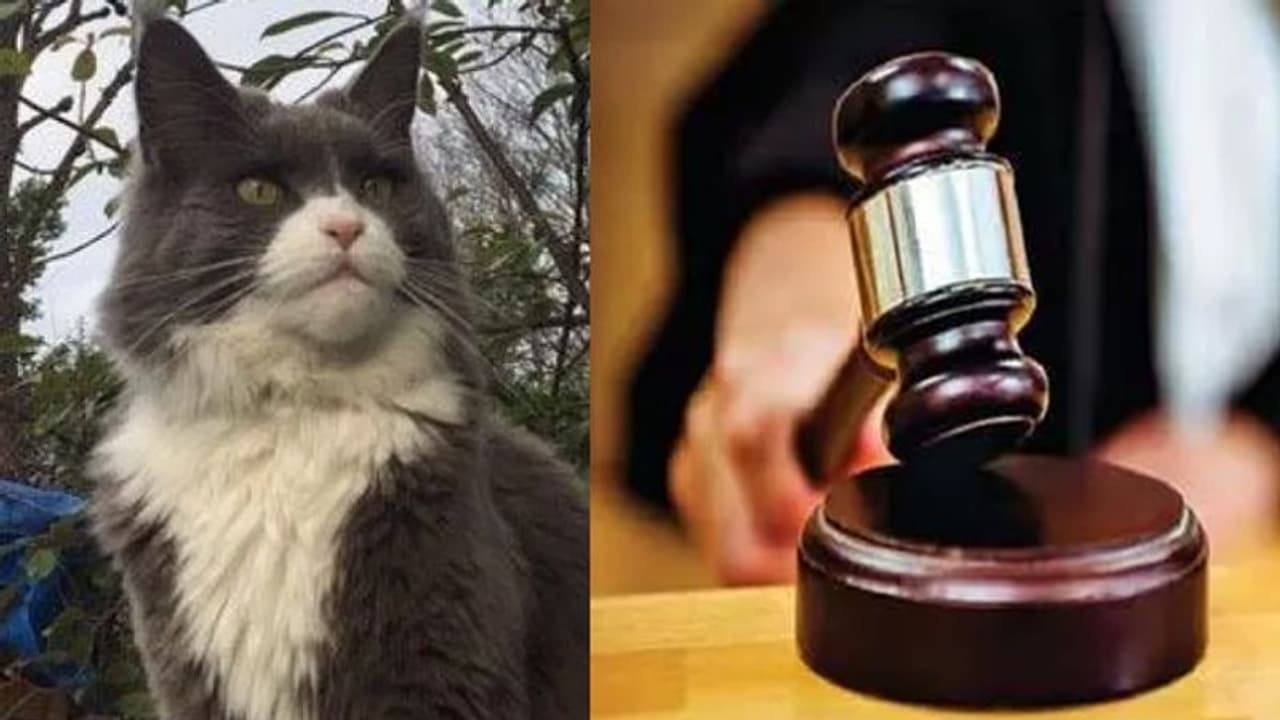 വളര്ത്തുപൂച്ചക്ക് അയല്ക്കാരി ഭക്ഷണം നല്കുന്നത് വിലക്കാന് ദമ്പതികള് ചെലവിട്ടത് 18 ലക്ഷം വളര്ത്തുപൂച്ചക്ക് അയല്ക്കാരി ഭക്ഷണം നല്കുന്നത് വിലക്കാന് ദമ്പതികള് ചെലവിട്ടത് 18 ലക്ഷം