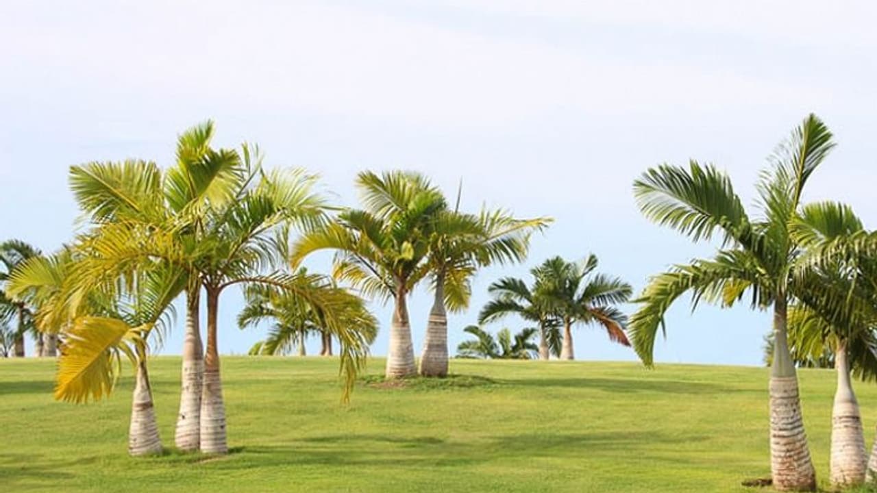 അലങ്കാരപ്പനകള് പൂന്തോട്ടത്തിലും വീടിനകത്തും വളര്ത്താം അലങ്കാരപ്പനകള് പൂന്തോട്ടത്തിലും വീടിനകത്തും വളര്ത്താം