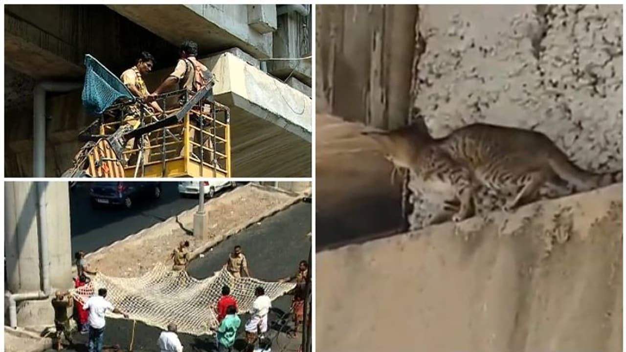 മെട്രോ ട്രാക്കിൽ പൂച്ച പെട്ടു; രക്ഷിക്കാൻ ഫയര് ഫോഴ്സ് മെട്രോ ട്രാക്കിൽ പൂച്ച പെട്ടു; രക്ഷിക്കാൻ ഫയര് ഫോഴ്സ്