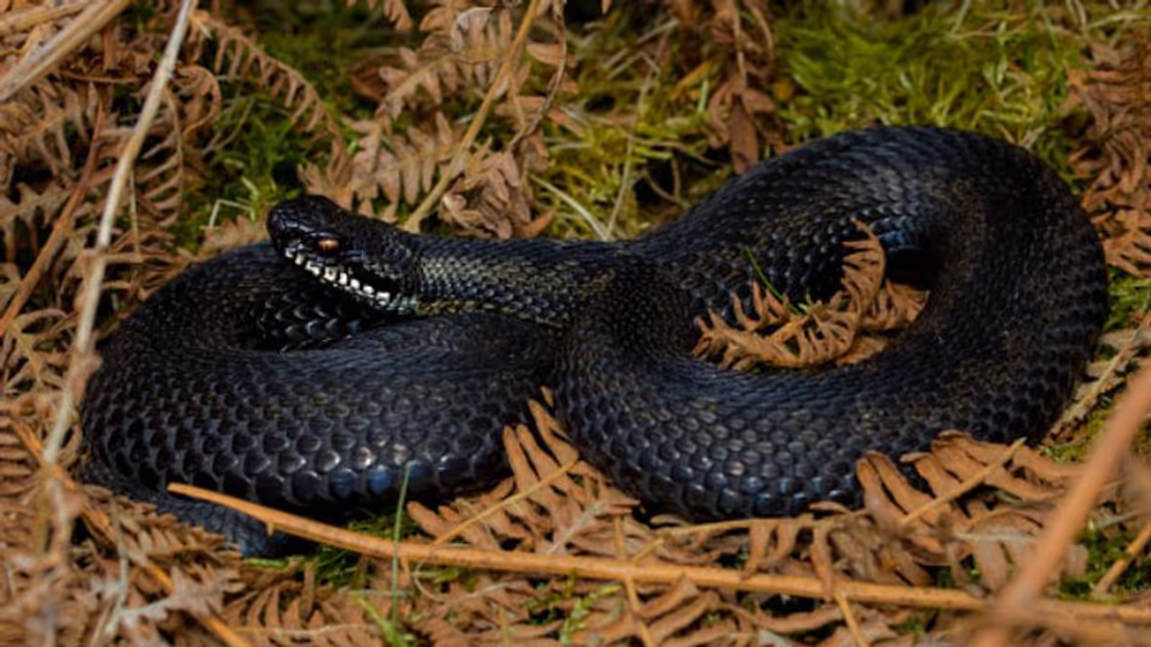 আষাঢ় অমাবস্যায় করুন এই ৭টি কাজ, পাবেন কাল সর্প দোষ থেকে মুক্তি আষাঢ় অমাবস্যায় করুন এই ৭টি কাজ, পাবেন কাল সর্প দোষ থেকে মুক্তি