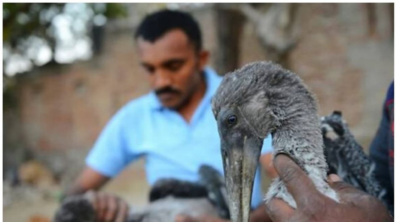 പട്ടം പറത്തല്, ചരടില്ത്തട്ടി പ്രാണന് വെടിഞ്ഞത് നൂറ്റിയമ്പതിലേറെ പക്ഷികള്... പട്ടം പറത്തല്, ചരടില്ത്തട്ടി പ്രാണന് വെടിഞ്ഞത് നൂറ്റിയമ്പതിലേറെ പക്ഷികള്...