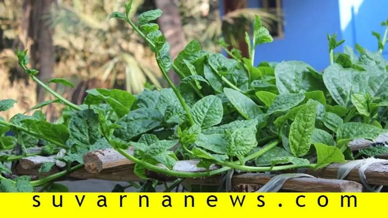 ಬಾಯಿಗೆ ರುಚಿ, ದೇಹಕ್ಕೆ ಹಿತ ನೀಡುವ ಬಸಳೆ ಅಲಸಂದೆ ಕಾಳು ಸಾಂಬಾರ್