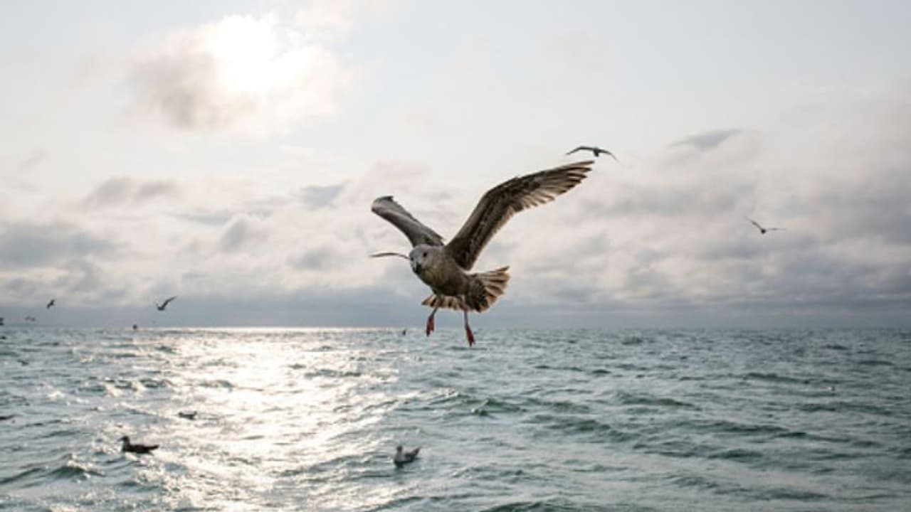 ক্রমশ বাড়ছে সামুদ্রিক পাখিদের মৃত্যু, সমীক্ষায় চাঞ্চল্যকর তথ্য ক্রমশ বাড়ছে সামুদ্রিক পাখিদের মৃত্যু, সমীক্ষায় চাঞ্চল্যকর তথ্য