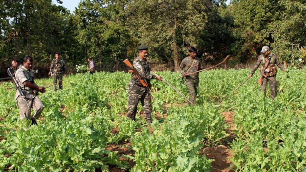अरुणाचल प्रदेश में अफीम की खेती के मामले बढ़े, परेशान हुई सरकार अरुणाचल प्रदेश में अफीम की खेती के मामले बढ़े, परेशान हुई सरकार