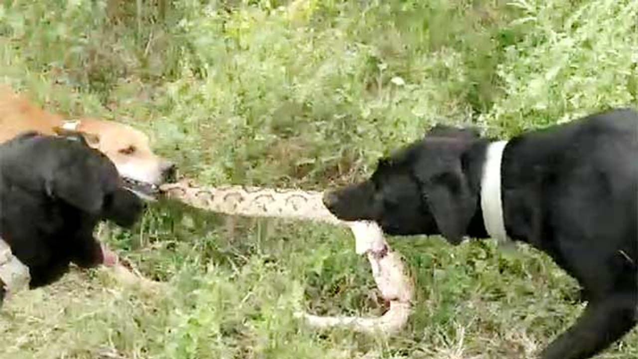 விவசாயியை நோக்கி சீறிய கட்டுவிரியன்..! பாம்பை கடித்துக் குதறி விசுவாசத்தை காட்டிய வளர்ப்பு நாய்கள்..! விவசாயியை நோக்கி சீறிய கட்டுவிரியன்..! பாம்பை கடித்துக் குதறி விசுவாசத்தை காட்டிய வளர்ப்பு நாய்கள்..!