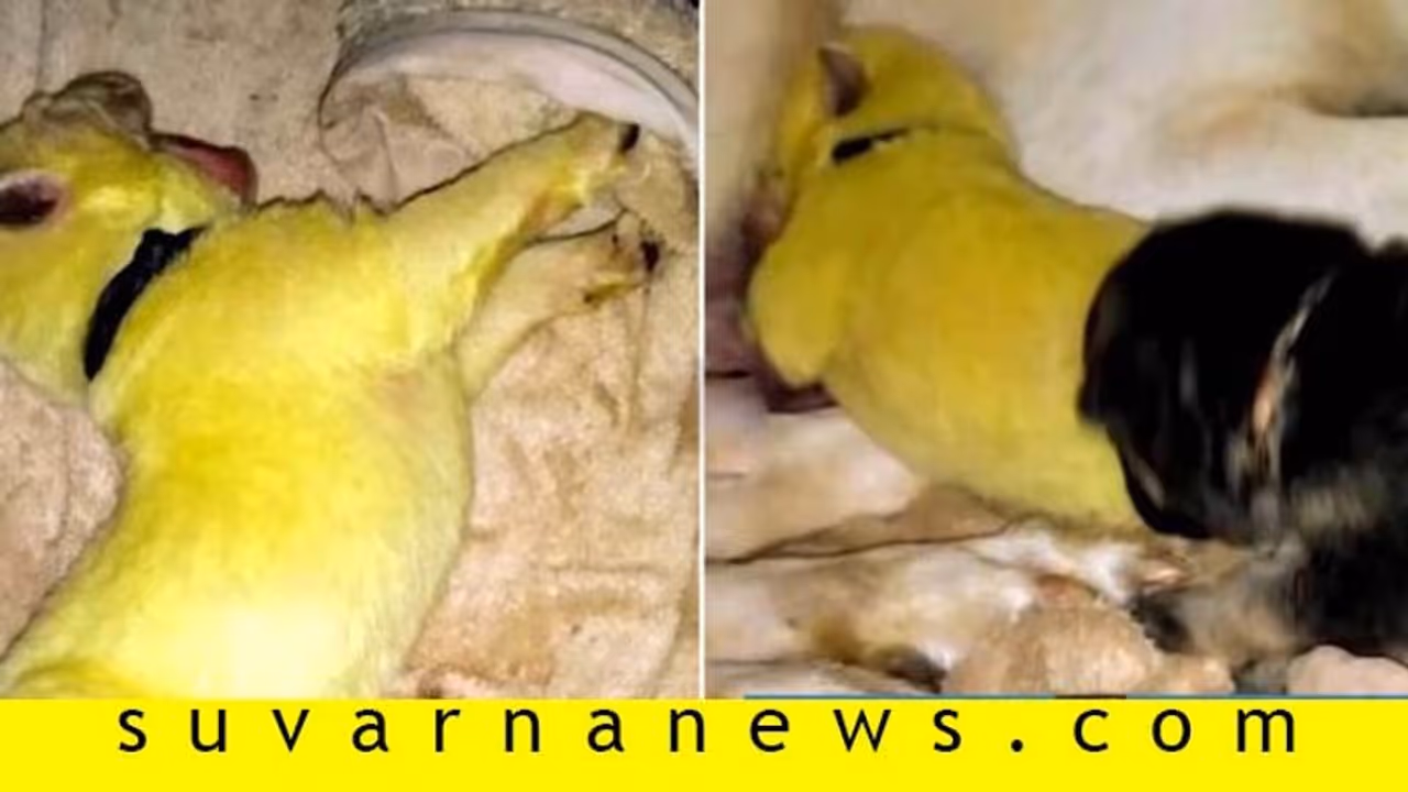 ಹಸಿರು ಬಣ್ಣದ ಶ್ವಾನಗಳ ಜನನ, ಕುತೂಹಲಕಾರಿ ಕತೆ ಅನಾವರಣ!