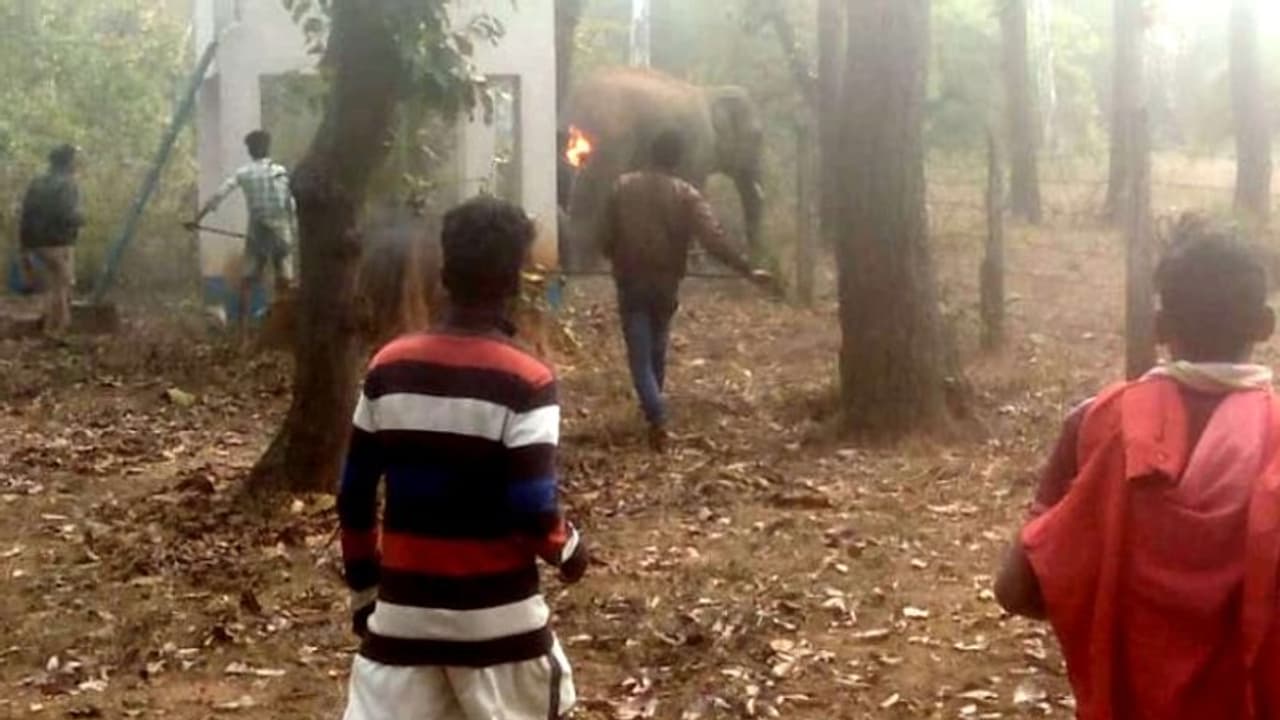 সমস্যা সমাধানে অপারগ বন দফতর, হাতি ফেরাতে দশ বছর পিছনে সমস্যা সমাধানে অপারগ বন দফতর, হাতি ফেরাতে দশ বছর পিছনে