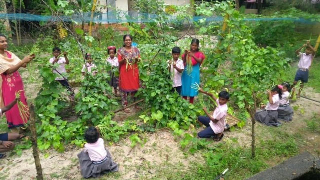 പച്ചക്കറി കൃഷിയിൽ വിജയഗാഥ രചിച്ച് തളിയാപറമ്പ് ഗവ. എൽ പി സ്കൂളിലെ വിദ്യാർത്ഥികളും അധ്യാപകരും പച്ചക്കറി കൃഷിയിൽ വിജയഗാഥ രചിച്ച് തളിയാപറമ്പ് ഗവ. എൽ പി സ്കൂളിലെ വിദ്യാർത്ഥികളും അധ്യാപകരും