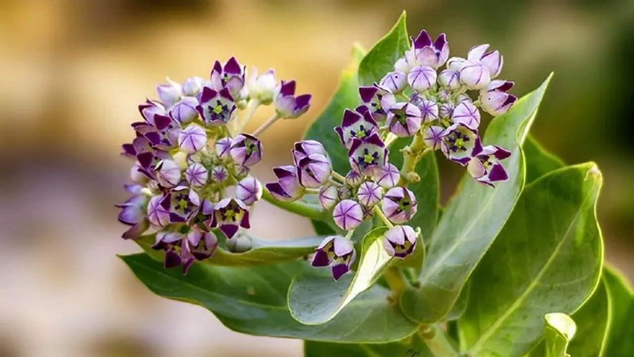 শরীরের বিভিন্ন ব্যথা কমাতেও কার্যকরী আকন্দ গাছ, জেনে নিন উপকারিতা শরীরের বিভিন্ন ব্যথা কমাতেও কার্যকরী আকন্দ গাছ, জেনে নিন উপকারিতা