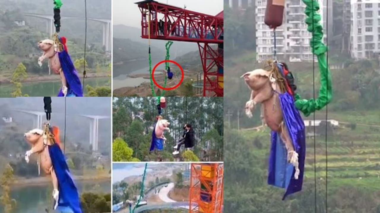 230 അടി ഉയരത്തിലെ ആകാശച്ചാട്ടം ഉദ്ഘാടനം ചെയ്യാന് കൈകാലുകള് കെട്ടിയ പന്നി; രൂക്ഷവിമര്ശനം 230 അടി ഉയരത്തിലെ ആകാശച്ചാട്ടം ഉദ്ഘാടനം ചെയ്യാന് കൈകാലുകള് കെട്ടിയ പന്നി; രൂക്ഷവിമര്ശനം