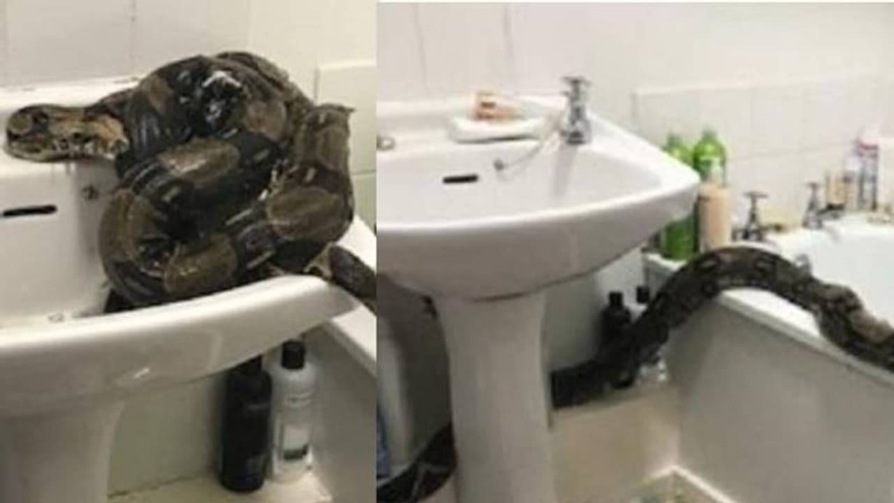 കുളിമുറിയിലെ അതിഥിയെ കണ്ട് ഞെട്ടിത്തരിച്ച് യുവതി, ബാത്ത് ഡബ്ബില് ചുറ്റിവരിഞ്ഞ് എട്ടടി നീളമുള്ള പാമ്പ് കുളിമുറിയിലെ അതിഥിയെ കണ്ട് ഞെട്ടിത്തരിച്ച് യുവതി, ബാത്ത് ഡബ്ബില് ചുറ്റിവരിഞ്ഞ് എട്ടടി നീളമുള്ള പാമ്പ്