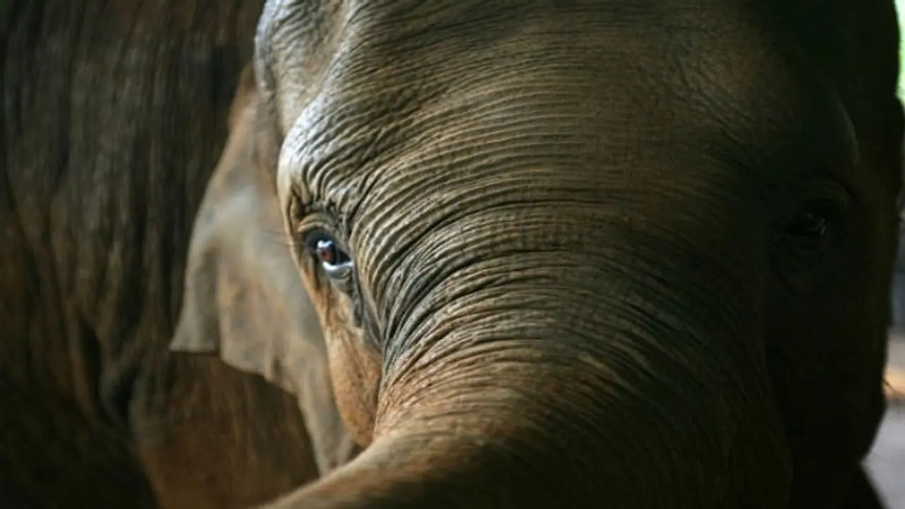 পাঁচতারা হোটেলের লবিতে হাল্কা মেজাজে ঘুরে বেড়াচ্ছে অতিথি বুনো হাতি, ভাইরাল হল ভিডিও