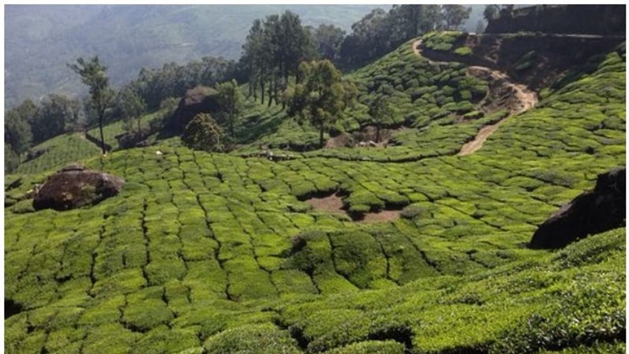 സിപിഎം ഓഫീസ് ഉള്പ്പെടെ പുറമ്പോക്ക് ഭൂമിയില്; ഉദ്യോഗസ്ഥര്ക്കെതിരെ നടപടി വേണമെന്ന് തഹസീൽദാർ സിപിഎം ഓഫീസ് ഉള്പ്പെടെ പുറമ്പോക്ക് ഭൂമിയില്; ഉദ്യോഗസ്ഥര്ക്കെതിരെ നടപടി വേണമെന്ന് തഹസീൽദാർ
