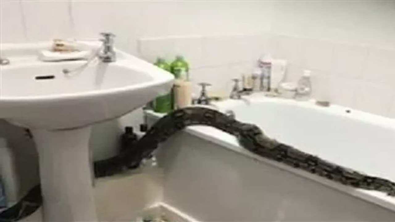 आधी रात लड़की के बाथरूम में घुसा बिन बुलाया मेहमान, फिर पड़ोसियों ने सुनी चीख आधी रात लड़की के बाथरूम में घुसा बिन बुलाया मेहमान, फिर पड़ोसियों ने सुनी चीख