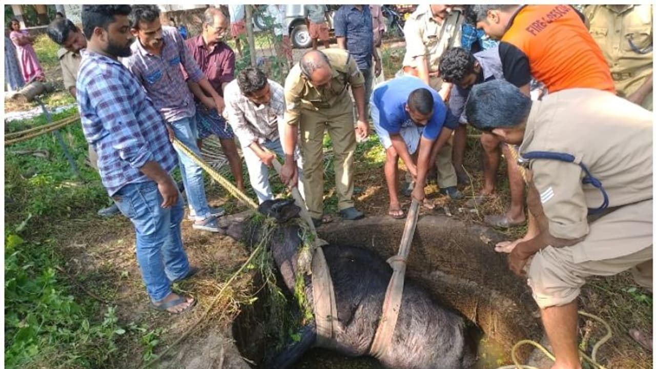 ജെല്ലിക്കെട്ട് സിനിമയെ വെല്ലുന്ന രക്ഷാപ്രവര്ത്തനം; കിണറ്റിൽ വീണ പോത്തിനെ രക്ഷപെടുത്തി ജെല്ലിക്കെട്ട് സിനിമയെ വെല്ലുന്ന രക്ഷാപ്രവര്ത്തനം; കിണറ്റിൽ വീണ പോത്തിനെ രക്ഷപെടുത്തി