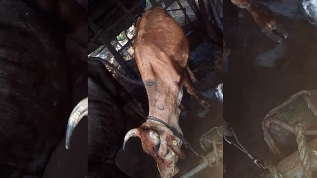 കന്നുകാലികളിൽ കണ്ടുവരുന്ന സാംക്രമിക രോഗമായ ചർമ്മമുഴ ഹരിപ്പാടും പടരുന്നു കന്നുകാലികളിൽ കണ്ടുവരുന്ന സാംക്രമിക രോഗമായ ചർമ്മമുഴ ഹരിപ്പാടും പടരുന്നു