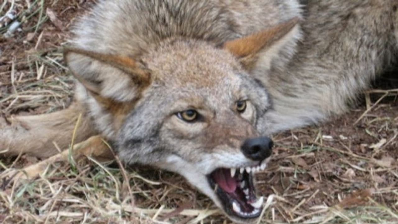 पिता के साथ टहल रहा था 2 साल का मासूम, पीछे से आई मौत ने पहले घसीटा, फिर गड़ा दिए दांत पिता के साथ टहल रहा था 2 साल का मासूम, पीछे से आई मौत ने पहले घसीटा, फिर गड़ा दिए दांत