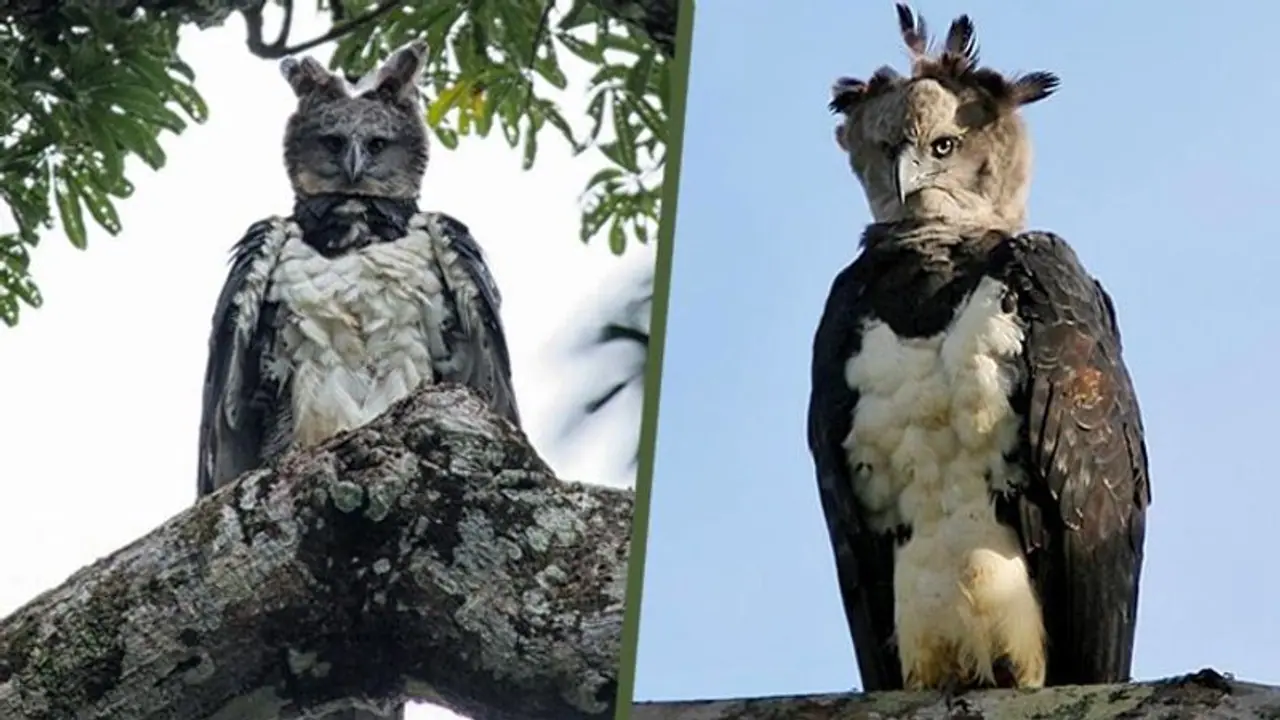 একে দেখে অনেকেই বহুরূপী মানুষ ভাবেন, চিনে নিন এই দৈত্যাকার পাখিটিকে একে দেখে অনেকেই বহুরূপী মানুষ ভাবেন, চিনে নিন এই দৈত্যাকার পাখিটিকে