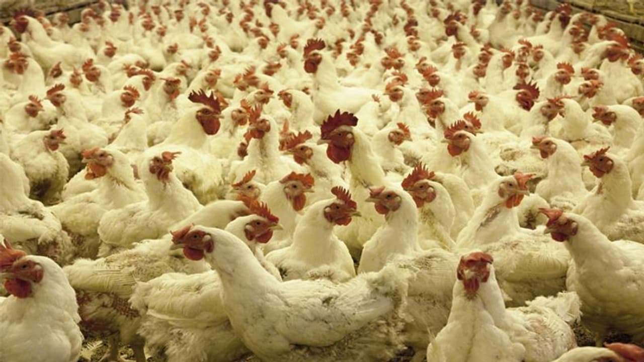 করোনা আতঙ্কে ভরাডুবি পোলট্রি ব্যবসায়, ক্ষতি ৩০০ কোটি
