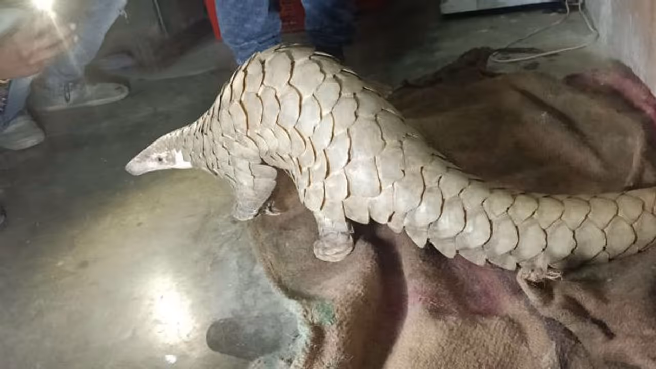 আচমকা হানা বন দফতরের, শাসনে উদ্ধার ১৫ কেজির প্যাঙ্গোলিন আচমকা হানা বন দফতরের, শাসনে উদ্ধার ১৫ কেজির প্যাঙ্গোলিন