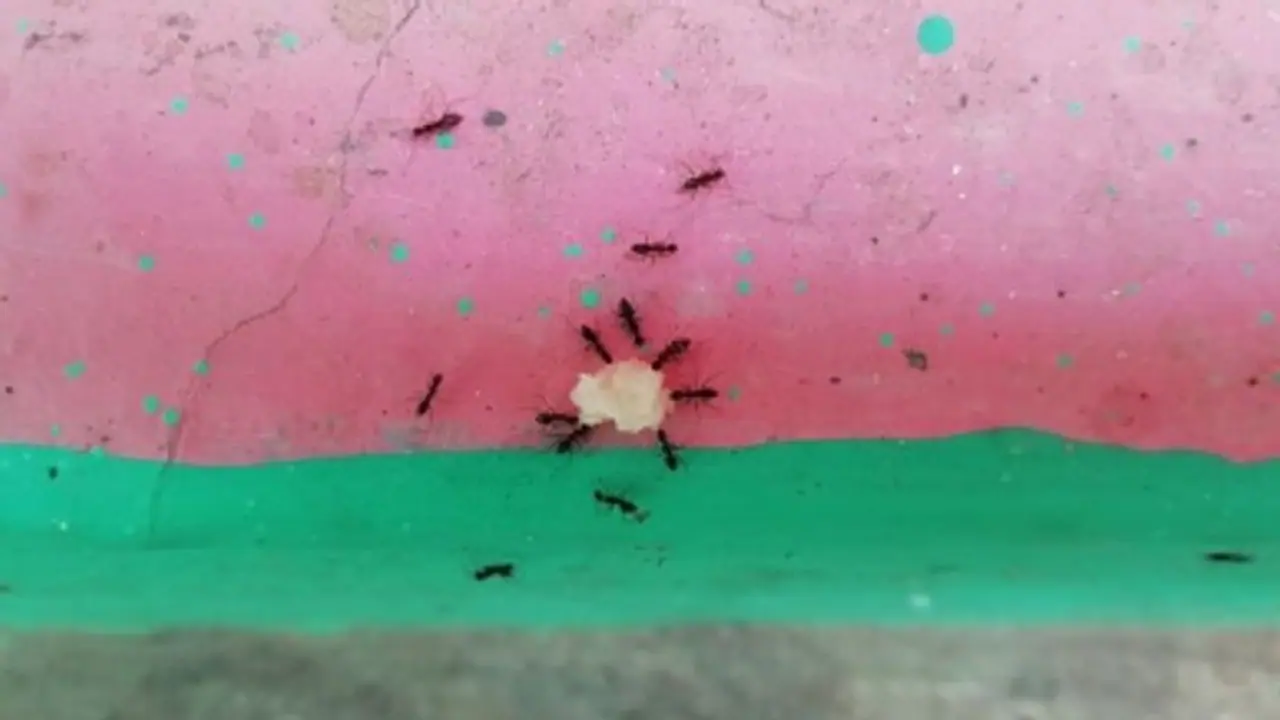 ঘরে কালো পিঁপড়ে, জানান দেয় এই লক্ষণগুলি ঘরে কালো পিঁপড়ে, জানান দেয় এই লক্ষণগুলি