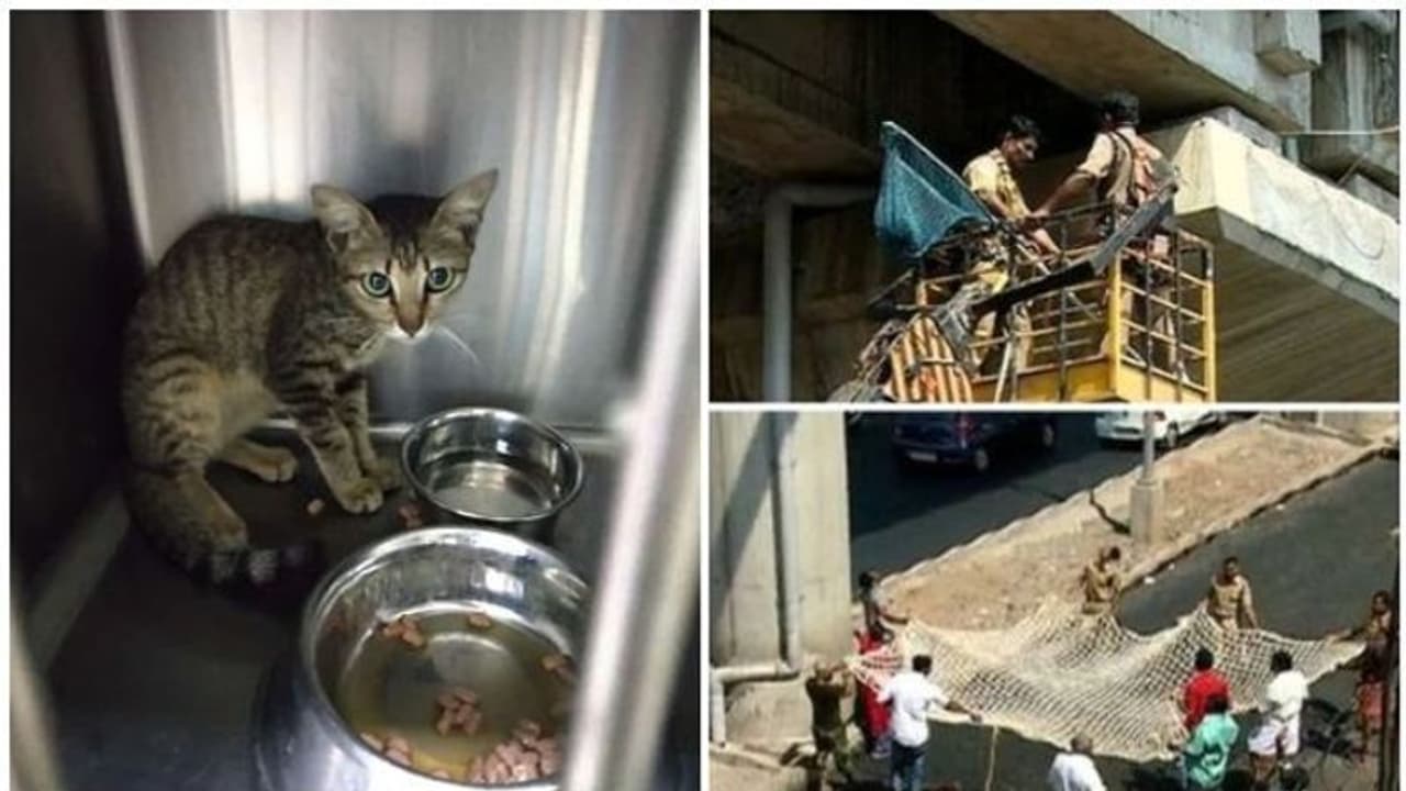 "മെട്രോ മിക്കി" പൂച്ചക്കുഞ്ഞിനെ ദത്തെടുക്കാനായി എത്തുന്നത് നിരവധിപ്പേര്, പക്ഷേ സംശയം ബാക്കി "മെട്രോ മിക്കി" പൂച്ചക്കുഞ്ഞിനെ ദത്തെടുക്കാനായി എത്തുന്നത് നിരവധിപ്പേര്, പക്ഷേ സംശയം ബാക്കി