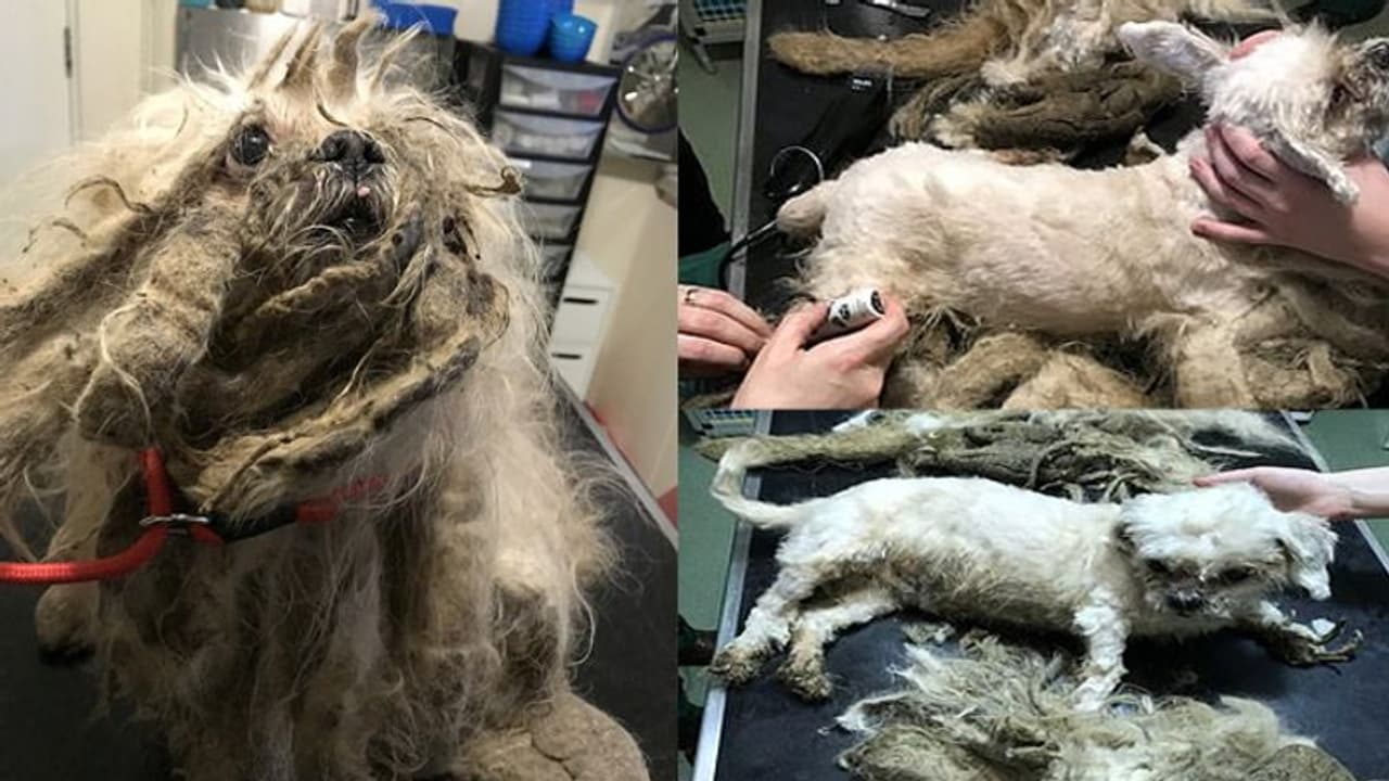 കണ്ടാല് അറയ്ക്കുന്ന നിലയില് തെരുവില് കണ്ടെത്തി; 'മാര്ലി' ഇപ്പോള് അതീവ സുന്ദരന് കണ്ടാല് അറയ്ക്കുന്ന നിലയില് തെരുവില് കണ്ടെത്തി; 'മാര്ലി' ഇപ്പോള് അതീവ സുന്ദരന്