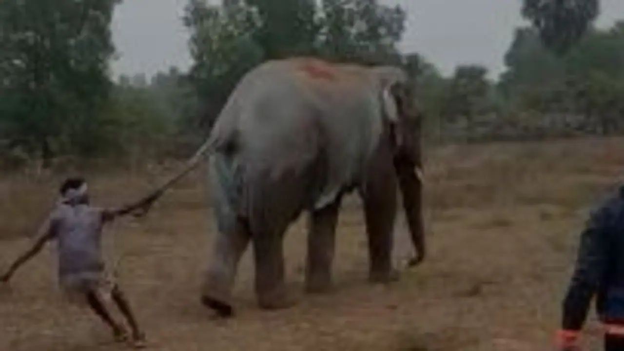 হাতির লেজ টেনে ধরলেন গ্রামবাসীরা, সোশ্যাল মিডিয়ায় ভাইরাল ভিডিও হাতির লেজ টেনে ধরলেন গ্রামবাসীরা, সোশ্যাল মিডিয়ায় ভাইরাল ভিডিও