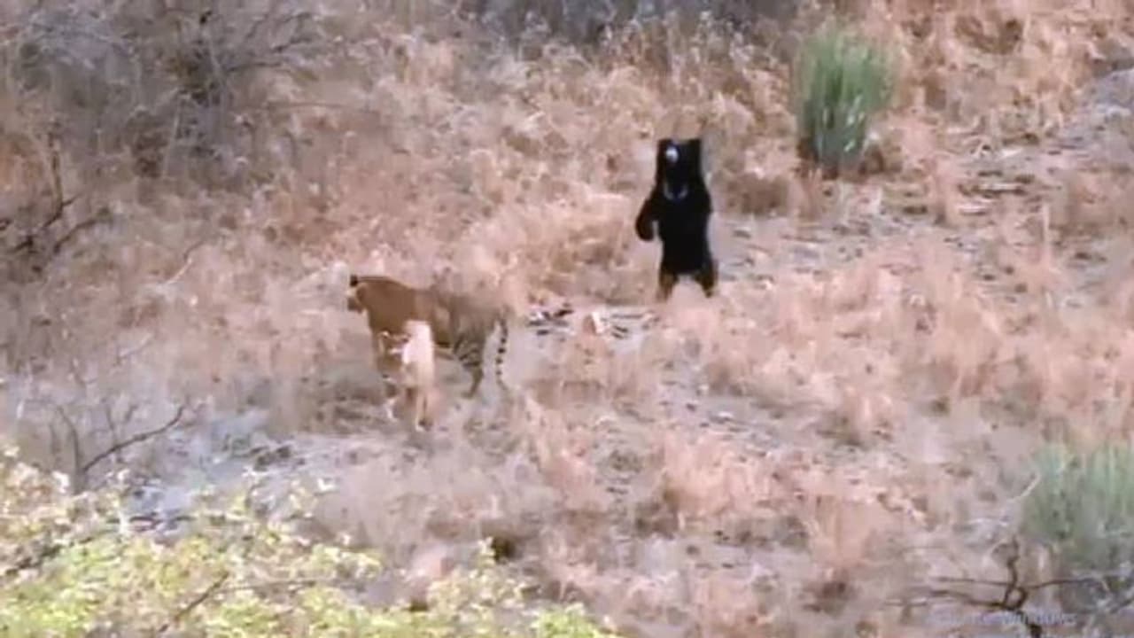 പേടിച്ചരണ്ട് ഓടുന്ന കടുവകള്, വിറപ്പിച്ച് കരടി; വീഡിയോ പേടിച്ചരണ്ട് ഓടുന്ന കടുവകള്, വിറപ്പിച്ച് കരടി; വീഡിയോ