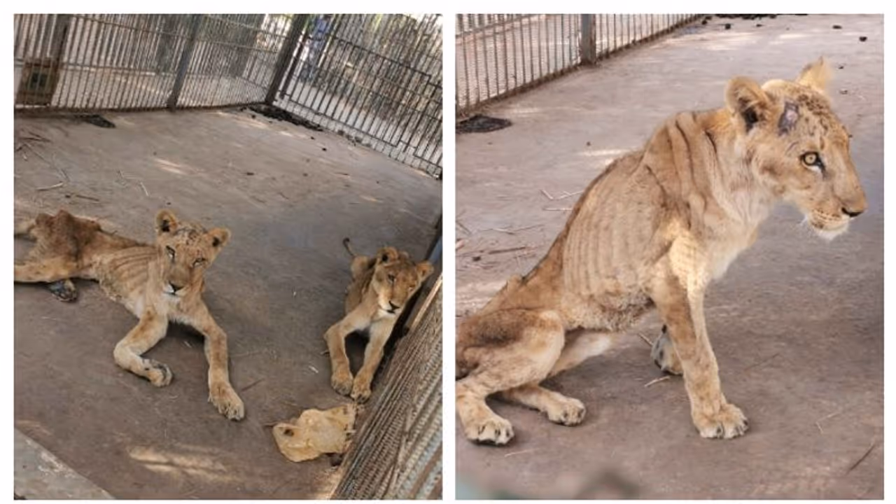 সুদানের চিড়িয়াখানায় পশুরাজের করুণ দশা, বাঁচাতে সোশ্যাল মিডিয়ায় প্রচার শুরু নেটিজেনদের সুদানের চিড়িয়াখানায় পশুরাজের করুণ দশা, বাঁচাতে সোশ্যাল মিডিয়ায় প্রচার শুরু নেটিজেনদের