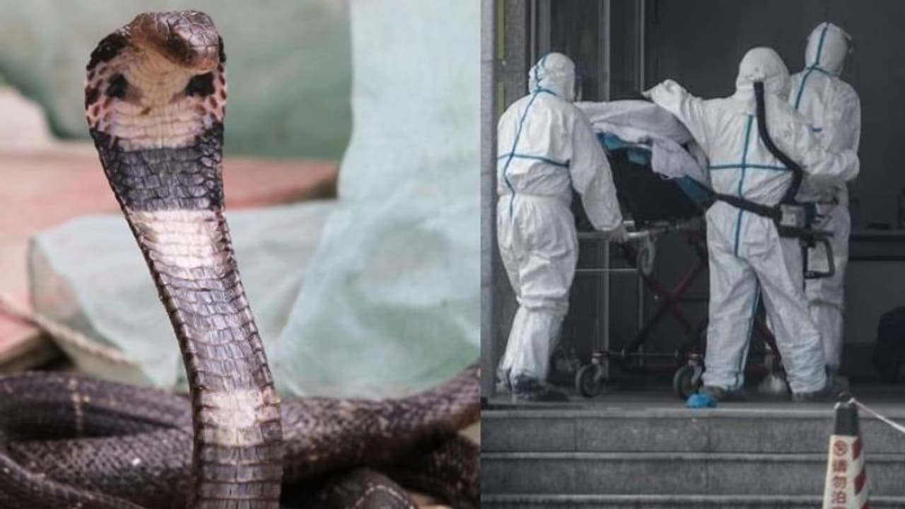 കൊറോണ വൈറസിന്റെ ഉറവിടം പാമ്പുകളോ? കൊറോണ വൈറസിന്റെ ഉറവിടം പാമ്പുകളോ?