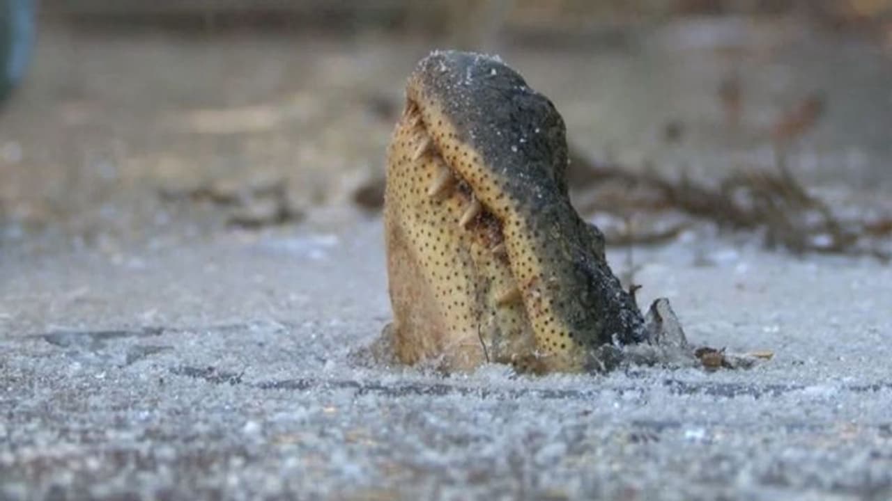 വാതിലിനപ്പുറം മുതല, ഭയന്ന് വിറച്ച് വീട്ടമ്മ, ഭീകരനെ തുരത്തി കൊച്ചുമിടുക്കൻ 