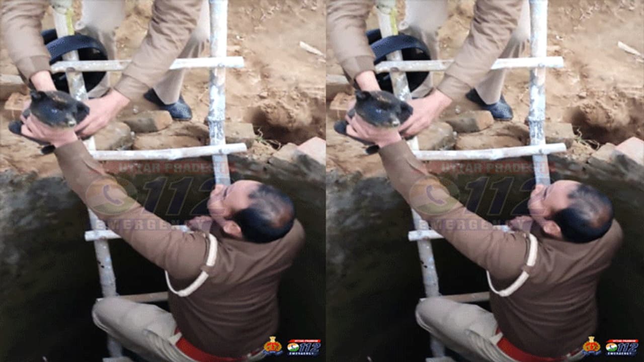 కుక్క పిల్లల కోసం ప్రాణాలకు తెగించి.. పాముల బావిలోకి దిగి.. కుక్క పిల్లల కోసం ప్రాణాలకు తెగించి.. పాముల బావిలోకి దిగి..