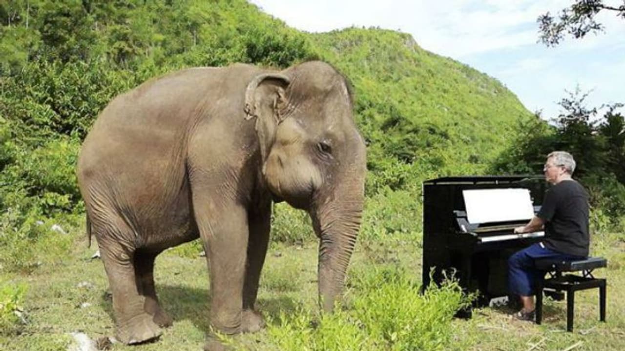 পিয়ানোর তালে নাচছে অন্ধ হাতি, নেট দুনিয়ায় ভাইরাল হল ভিডিও পিয়ানোর তালে নাচছে অন্ধ হাতি, নেট দুনিয়ায় ভাইরাল হল ভিডিও